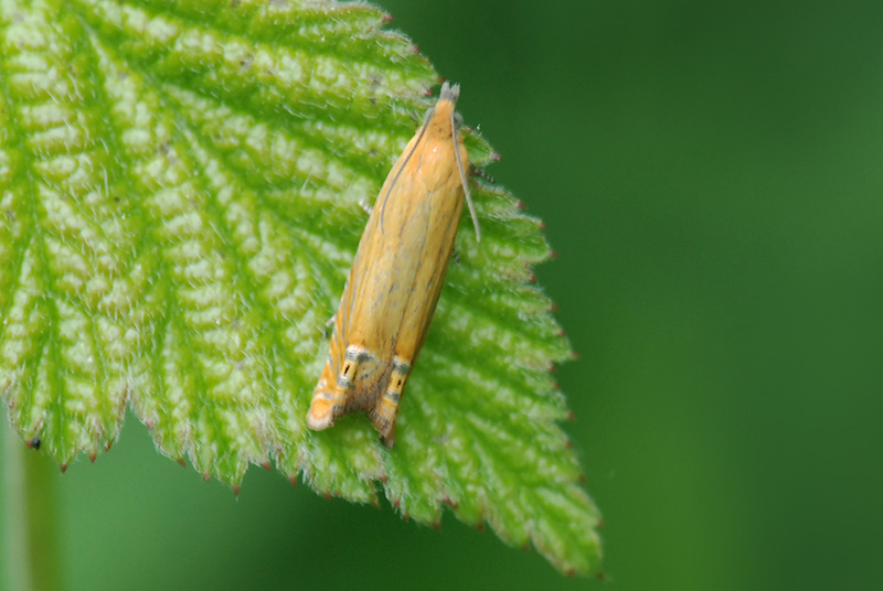 Elegante Falena da id.